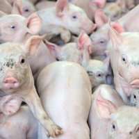 Африканская чума убивает латвийских свиней: теперь и в Гулбене