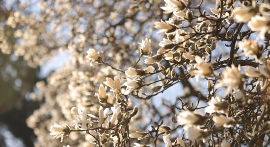 Pārdaugavā ziedus raisa lielākā magnoliju kolekcija Latvijā