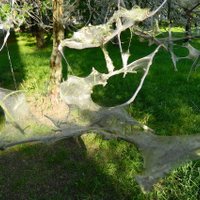 Foto: Imantā un Iļģuciemā kokus apsēduši kāpuri