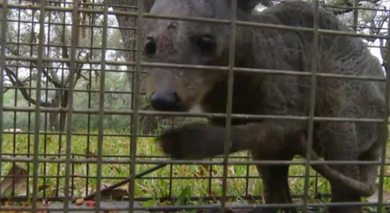 Čupakabras notvērēji mītisko dzīvnieku nogalinājuši