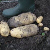 Ķekavas dārzā izauguši gigantiski kartupeļi