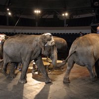 Rīgas centrā maršēs gigantiskie Indijas ziloņi