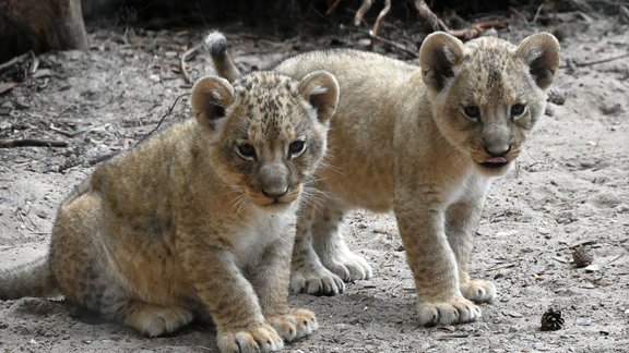 Mazie lauvēni Rīgas zoo - 13