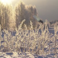 Фенолог: эта зима будет длиннее и холоднее предыдущей