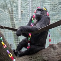 Pasaulē vecākā gorilla – Kolo, kas kļuvusi jau par vecvecvecmāmiņu