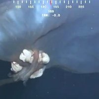 Video: Okeānā nofilmēts dīvains radījums