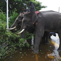 В Таиланде слон бивнем нанес смертельный удар британскому туристу