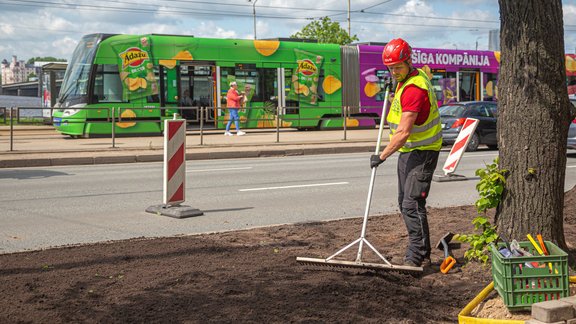 Nelikumīgas autostāvvietas vietā 11. novembra krastmalā ierīko koku apdobes - 3