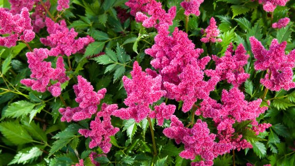 astilbes ziemcietes puķes dārzs