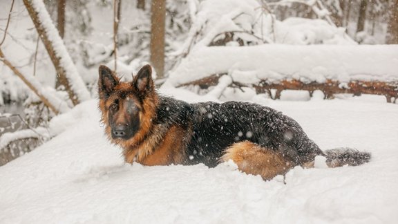 suns laika ziņas sniegs ziema