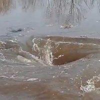 ВИДЕО: Наводнение породило водоворот, в который затянет всю Латвию