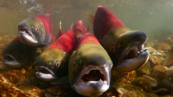 Sockeye