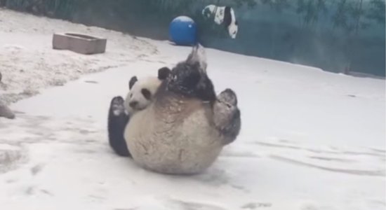 Video: Panda priecājas par sniegu un met kūleni