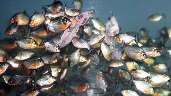 Piranhas