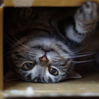 Desmit jocīgas kaķu darbības un to skaidrojumi