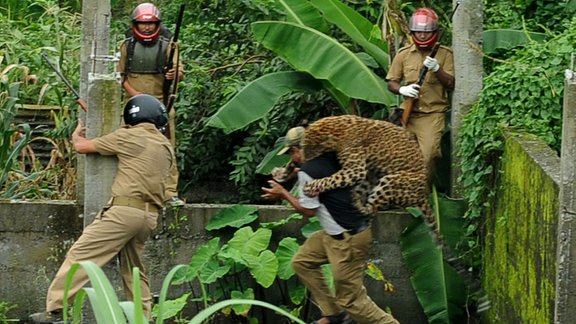 Indijas ciematā ieklīdis leopards uzbrūk iedzīvotājiem - 7