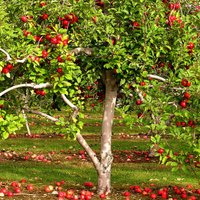 Подкормка яблонь летом - лучшие органические и минеральные удобрения