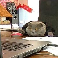 ВИДЕО: Фирма взяла кота на должность менеджера по рекламе