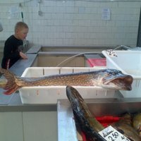 ФОТО: Прилавки Центрального рынка ломятся от гигантских рыбин