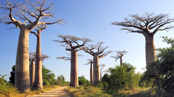 Baobabu avēnija, Madagaskara - 1