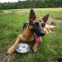 'Dogo' sāga: Ražotājs aicina atklāt informāciju par saslimušajiem suņiem; pētnieki atsakās