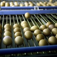 Balticovo претендует на треть рынка яиц Чехии