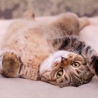 Три вопроса, которые не дают покоя хозяевам кошек