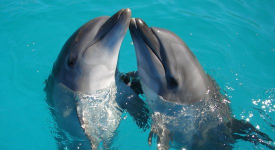 Delfīnu mammas runā 'bēbīšu valodā' tāpat kā cilvēki