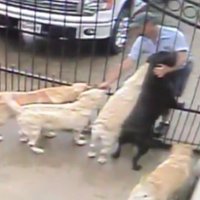 Slēptās kameras video: Teksasā pastnieks samīļo piecus svešus sunīšus
