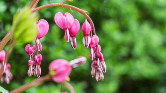 lauztā sirds, Asian bleeding-heart, raudošā sirds, Dicentra spectabilis, Dicentra