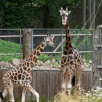 Rīgas Zooloģiskā dārza žirafu tēviņš Kimi devies uz debesu savannu