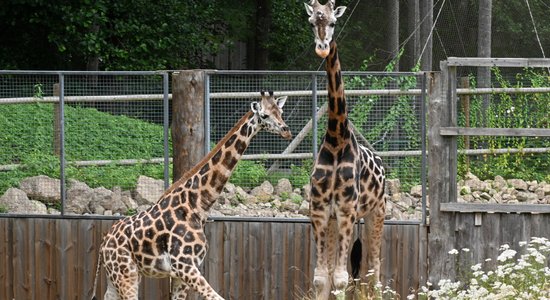 Rīgas Zooloģiskā dārza žirafu tēviņš Kimi devies uz debesu savannu