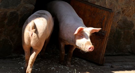 Выявлена вспышка африканской чумы на свиноферме в Мадонском крае