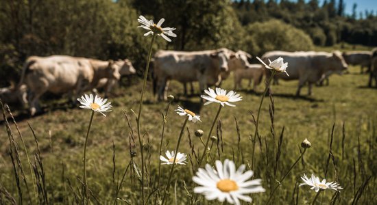 Ar groziņu uz pļavu, nevis lielveikalu. Ēdamā pļava