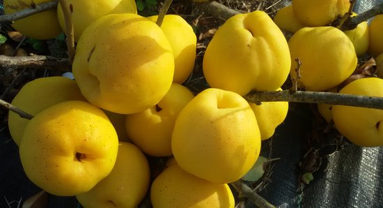 Ziemeļu 'citrons' – krūmcidonijas. Kā par tām rudenī rūpēties mazdārziņos