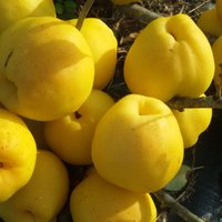 Ziemeļu 'citrons' – krūmcidonijas. Kā par tām rudenī rūpēties mazdārziņos