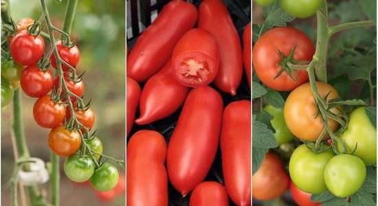 Черные, желтые, сливовые, черри: лучшие сорта томатов для латвийского климата