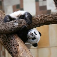 Pārgalvīgie zvēri bērnībā: pandu mazuļi aizkustinošās fotogrāfijās