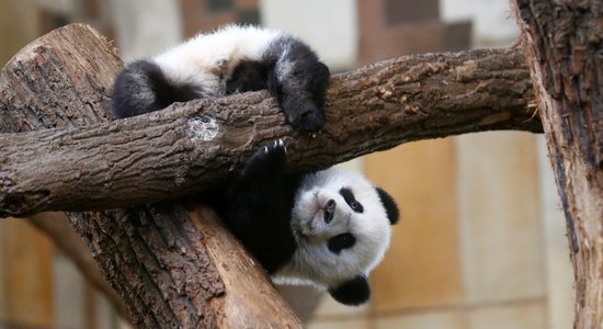 Pārgalvīgie zvēri bērnībā: pandu mazuļi aizkustinošās fotogrāfijās