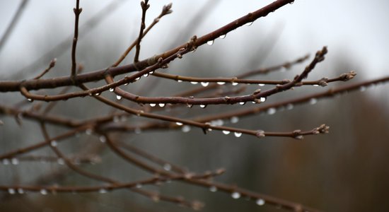 Синоптики: в ночь на субботу в Латвии ожидается дождь