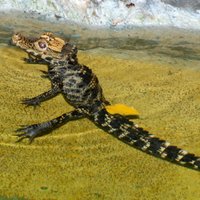 В Рижском зоопарке дали имена двум крокодилам