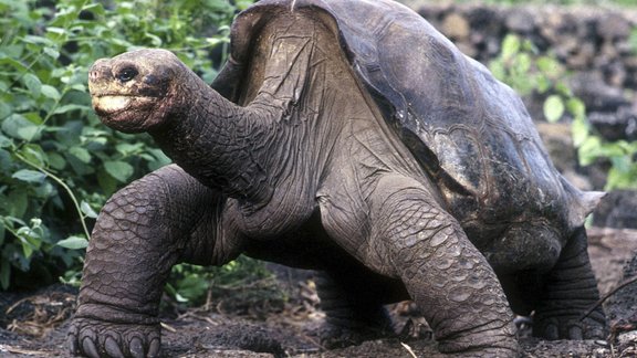 giant Galapagos tortoise