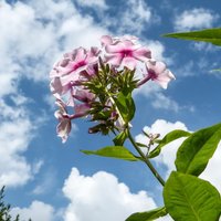 Augusts dārzā: krāšņi ziedošās puķes un darbi vasaras noslēgumā