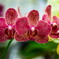Все, что вам нужно знать о горшке для орхидеи