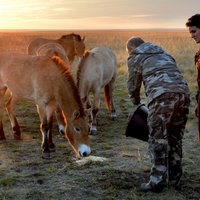 ВИДЕО: Путин ведром овса выманил в степь стадо лошадей Пржевальского