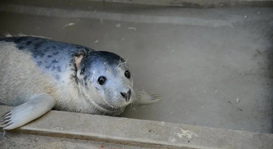 Video: Ievainotais Ventspils pludmales ronēns atkopjas Rīgas zoo