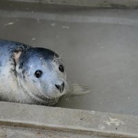 Video: Ievainotais Ventspils pludmales ronēns atkopjas Rīgas zoo