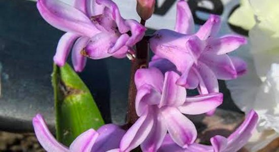 Ziedošas ābeles, vizbulītes un hiacintes: kas pārsteidzis 'Delfi' lasītājus septembrī