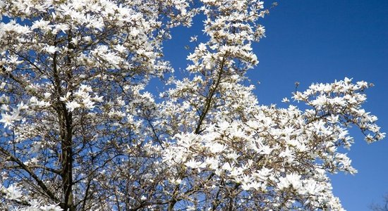 Botāniskajā dārzā kā lielas, baltas kupenas uzziedējušas magnolijas