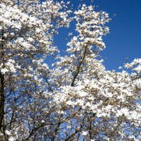 Botāniskajā dārzā kā lielas, baltas kupenas uzziedējušas magnolijas